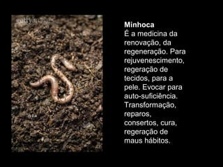 Minhoca
É a medicina da
renovação, da
regeneração. Para
rejuvenescimento,
regeração de
tecidos, para a
pele. Evocar para
auto-suficiência.
Transformação,
reparos,
consertos, cura,
regeração de
maus hábitos.

 