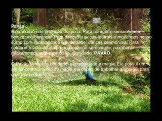 Pavão
É a medicina da proteção psíquica. Para coragem, sensualidade,
beleza, exuberância. Para danças e peças teatrais e movermos nosso
corpo com sensualidade e suavidade, danças cerimoniais. Para
celebrar a vida. Ajuda proporcionando serenidade, paz mental,
relaxamento, auto-expressão, dignidade. PAVÃO
O Pavão simboliza bondade, generosidade e magia. Ele possui um
antigo conhecimento de magia e é capaz de trabalhar a energia para
criar tudo o que quer.

 