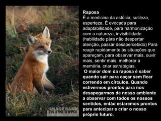 Raposa
É a medicina da astúcia, sutileza,
esperteza. É evocada para
adaptabilidade, para harmonização
com a natureza, invisibilidade
(habilidade pára não despertar
atenção, passar desapercebido) Para
reagir rapidamente ás situações que
apareçam, para observar mais, ouvir
mais, sentir mais, melhorar a
memória, criar estratégias.
O maior dom da raposa é saber
quando sair para caçar sem ficar
correndo em círculos. Quando
estivermos prontos para nos
desapegarmos de nosso ambiente
a observar com todos os nossos
sentidos, então estaremos prontos
para antecipar e criar o nosso
próprio futuro.

 