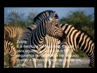 Zebra
É a medicina do equilíbrio. Evocar
para equilíbrio, clareza sem filtros,
segurança no caminho a ser seguido,
manter a individualidade dentro de um
grupo.

 