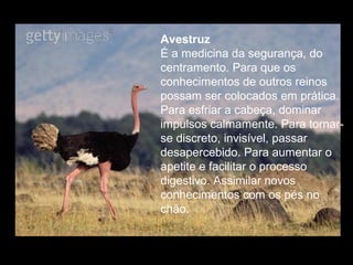 Avestruz
É a medicina da segurança, do
centramento. Para que os
conhecimentos de outros reinos
possam ser colocados em prática.
Para esfriar a cabeça, dominar
impulsos calmamente. Para tornarse discreto, invisível, passar
desapercebido. Para aumentar o
apetite e facilitar o processo
digestivo. Assimilar novos
conhecimentos com os pés no
chão.

 