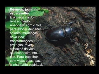 Besuros, joaninha,
escaravelho.
É a medicina do
renascimento.
Associado com o Sol,
para evocar deidades
solares, mudanças,
nova vida,
transformações,
proteção, rever
aspectos da vida,
autoconhecimento,
paz. Para trabalhar
com vidas passadas,
alinhamento espiritual.

 