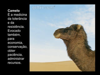 Camelo
É a medicina
da tolerância
e da
resistência.
Evocado
também,
para
economia,
conservação,
obter
paciência,
administrar
recursos.

 
