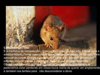 Camundongo / rato
É a medicina da introspecção, observação, do senso aguçado. Evocar para a
adaptabilidade. Tomar consciência das coisas pequenas e sutis da vida. Para
apreciar as coisas simples e pequenas. Ensina a ter sucesso em atitudes
simples, mas de grande sabedoria e poder, a nos autopreservarmos.
Observar detalhes. O rato nos faz prestar atenção a cada detalhe que
poderíamos estar perdendo em nossa louca mania de querer ver amplamente,
e também nos lembra para não desconsiderar o óbvio

 