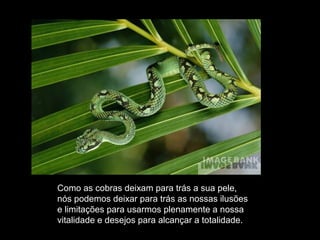 Como as cobras deixam para trás a sua pele,
nós podemos deixar para trás as nossas ilusões
e limitações para usarmos plenamente a nossa
vitalidade e desejos para alcançar a totalidade.

 