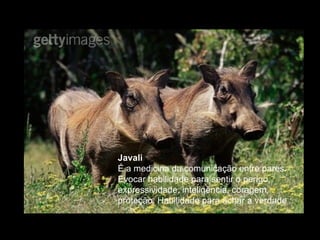 Javali  É a medicina da comunicação entre pares. Evocar habilidade para sentir o perigo, expressividade, inteligência, coragem, proteção. Habilidade para achar a verdade  