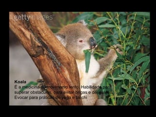 Koala  É a medicina do movimento lento. Habilidade para superar obstáculos, para evitar brigas e desgastes. Evocar para práticas de yoga e tai chi  