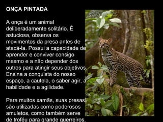 ONÇA PINTADA   A onça é um animal deliberadamente solitário. É astuciosa, observa os movimentos da presa antes de atacá-la. Possui a capacidade de aprender e conviver consigo mesmo e a não depender dos outros para atingir seus objetivos. Ensina a conquista do nosso espaço, a cautela, o saber agir, a habilidade e a agilidade.  Para muitos xamãs, suas presas são utilizadas como poderosos amuletos, como também serve de troféu para grande guerreiros.  