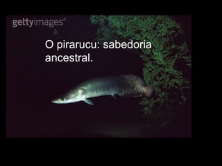 O pirarucu: sabedoria ancestral. 