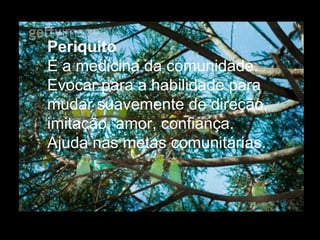 Periquito  É a medicina da comunidade. Evocar para a habilidade para mudar suavemente de direção, imitação, amor, confiança. Ajuda nas metas comunitárias.  