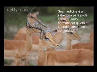 Sua medicina é a sabedoria para poder saber quando permanecer quieto e quando tomar a ação apropriada.  