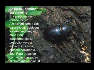 Besuros, joaninha, escaravelho.  É a medicina do renascimento. Associado com o Sol, para evocar deidades solares, mudanças, nova vida, transformações, proteção, rever aspectos da vida, autoconhecimento, paz. Para trabalhar com vidas passadas, alinhamento espiritual.  