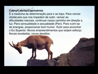 Cabra/Cabrito/Capricórnio  É a medicina da determinação para ir ao topo. Para vencer obstáculos que nos impedem de subir, vencer as dificuldades naturais, continuar nosso caminho em direção a luz. Para sensualidade e sexualidade (Pan). Para nutrir-se de energias, proporcionar bom humor. Subir para encontrar o Eu Superior. Novos empreendimentos que exijam esforço. Novas escaladas, novos desafios.  