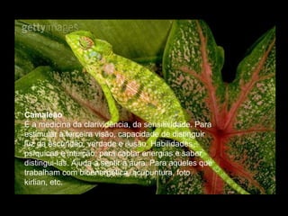 Camaleão  É a medicina da clarividência, da sensitividade. Para estimular a terceira visão, capacidade de distinguir luz da escuridão, verdade e ilusão. Habilidades psíquicas e intuição, para captar energias e saber distingui-las. Ajuda a sentir a aura. Para aqueles que trabalham com bioenergética, acupuntura, foto kirlian, etc.  