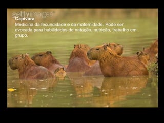 Capivara  Medicina da fecundidade e da maternidade. Pode ser evocada para habilidades de natação, nutrição, trabalho em grupo.  