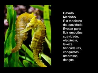 Cavalo Marinho  É a medicina da suavidade. Evocar para fluir emoções, suavidade, elegância, leveza, brincadeiras, conquistas amorosas, danças.  