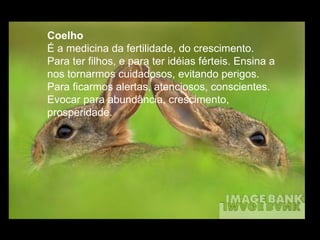 Coelho  É a medicina da fertilidade, do crescimento. Para ter filhos, e para ter idéias férteis. Ensina a nos tornarmos cuidadosos, evitando perigos. Para ficarmos alertas, atenciosos, conscientes. Evocar para abundância, crescimento, prosperidade.  