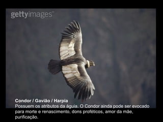 Condor / Gavião / Harpia  Possuem os atributos da águia. O Condor ainda pode ser evocado para morte e renascimento, dons proféticos, amor da mãe, purificação.  