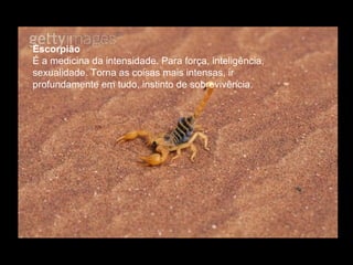 Escorpião  É a medicina da intensidade. Para força, inteligência, sexualidade. Torna as coisas mais intensas, ir profundamente em tudo, instinto de sobrevivência.  