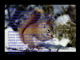 Esquilo  É a medicina da poupança.  Preparação, planejamento, adaptabilidade e conservação. O esquilo nos ensina a planejar e nos prepararmos para o futuro. Não use todas as suas reservas. Devemos sempre guardar alguma coisa para nos servir em tempos ruins. Prepare-se também para as mudanças periódicas.   Evocar para fazer investimentos, projetos futuros, orçamentos. Para ajudar a encontrar objetos perdidos, ou muito bem guardados. Para conseguir reservas ( dinheiro, energia, etc.) Guardar apenas o que é de utilidade, guardar e proteger coisas. Para observar pequenos detalhes óbvios para divertimentos, programação de férias ou lazer.  