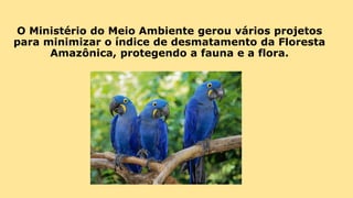 O Ministério do Meio Ambiente gerou vários projetos
para minimizar o índice de desmatamento da Floresta
Amazônica, protegendo a fauna e a flora.
 