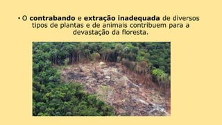 • O contrabando e extração inadequada de diversos
tipos de plantas e de animais contribuem para a
devastação da floresta.
 