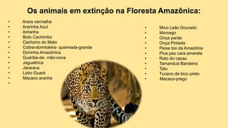 • Arara vermelha
• Ararinha Azul
• Ariranha
• Boto Cachimbo
• Cachorro do Mato
• Cobra-dormideira- queimada-grande
• Doninha Amazônica
• Guariba-de- mão-ruiva
• Jaguatirica
• Jararaca
• Lobo Guará
• Macaco aranha
•
• Mico Leão Dourado
• Morcego
• Onça parda
• Onça Pintada
• Peixe boi da Amazônia
• Pica pau cara amarela
• Rato do cacau
• Tamanduá Bandeira
• Tatu
• Tucano de bico preto
• Macaco-prego
Os animais em extinção na Floresta Amazônica:
 