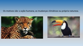 Os motivos são: a ação humana, as mudanças climáticas ou própria natureza.