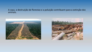 A caça, a destruição de florestas e a poluição contribuem para a extinção dos
animais.