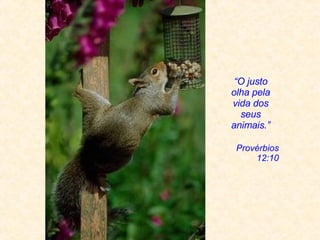 “ O justo olha pela vida dos seus animais. ” Provérbios 12:10 