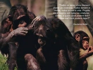 Gautama Buda  “ Todos os seres vivos tremem diante da violência. Todos temem a morte, todos amam a vida. Projete você mesmo em todas as criaturas. Então, a quem você poderá ferir? Que mal você poderá fazer? ” 
