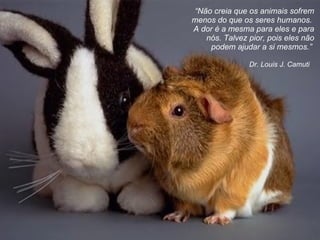 Dr. Louis J. Camuti  “ Não creia que os animais sofrem menos do que os seres humanos.  A dor é a mesma para eles e para nós. Talvez pior, pois eles não podem ajudar a si mesmos. ”   