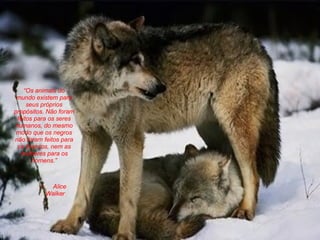 Alice Walker  “ Os animais do mundo existem para seus próprios propósitos. Não foram feitos para os seres humanos, do mesmo modo que os negros não foram feitos para os brancos, nem as mulheres para os homens. ” 
