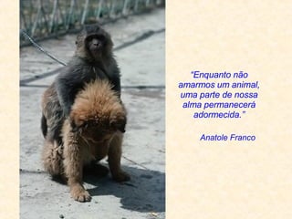 Anatole Franco   “ Enquanto não amarmos um animal, uma parte de nossa alma permanecerá adormecida.” 