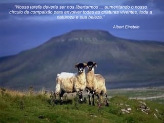 Albert Einstein “ Nossa tarefa deveria ser nos libertarmos ... aumentando o nosso círculo de compaixão para envolver todas as criaturas viventes, toda a natureza e sua beleza. ” 