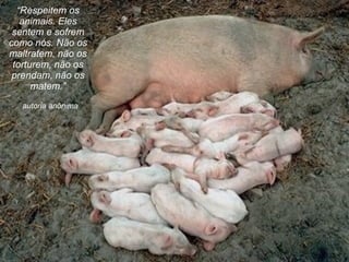 autoria anônima “ Respeitem os animais. Eles sentem e sofrem como nós. Não os maltratem, não os torturem, não os prendam, não os matem. ” 