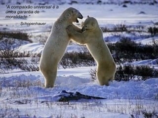 Schopenhauer “ A compaixão universal é a única garantia de moralidade .” 