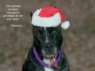 Pitágoras   “ Os animais dividem conosco o privilégio de ter uma alma. ” 