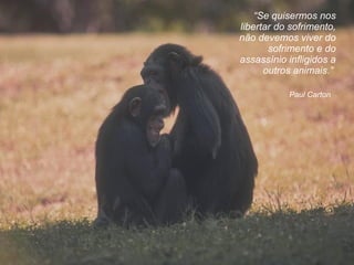 Paul Carton  “ Se quisermos nos libertar do sofrimento, não devemos viver do sofrimento e do assassínio infligidos a outros animais. ”   