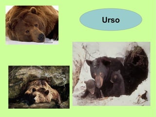 Urso
 