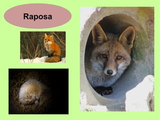 Raposa
 