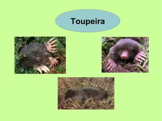 Toupeira
 