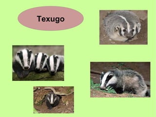 Texugo
 