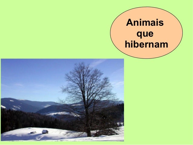 Animais
que
hibernam
 
