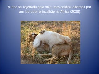 A leoa foi rejeitada pela mãe, mas acabou adotada por um labrador brincalhão na África (2008) 