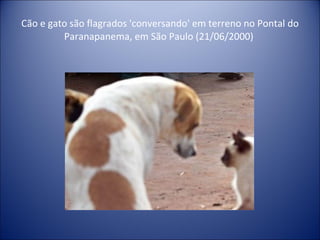 Cão e gato são flagrados 'conversando' em terreno no Pontal do Paranapanema, em São Paulo (21/06/2000)  
