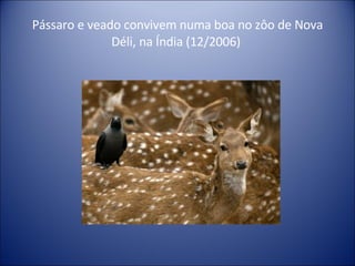 Pássaro e veado convivem numa boa no zôo de Nova Déli, na Índia (12/2006)  