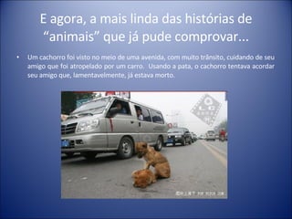 E agora, a mais linda das histórias de “animais” que já pude comprovar... Um cachorro foi visto no meio de uma avenida, com muito trânsito, cuidando de seu amigo que foi atropelado por um carro.  Usando a pata, o cachorro tentava acordar seu amigo que, lamentavelmente, já estava morto. 