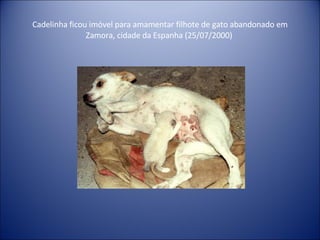 Cadelinha ficou imóvel para amamentar filhote de gato abandonado em Zamora, cidade da Espanha (25/07/2000)  