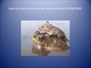 Sapo dá uma carona para um ratinho na Índia (30/06/2006)  